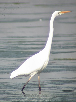 Grotezilverreiger170903